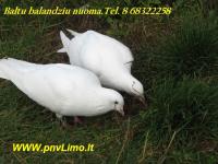 Balandžių nuoma Panevėžyje